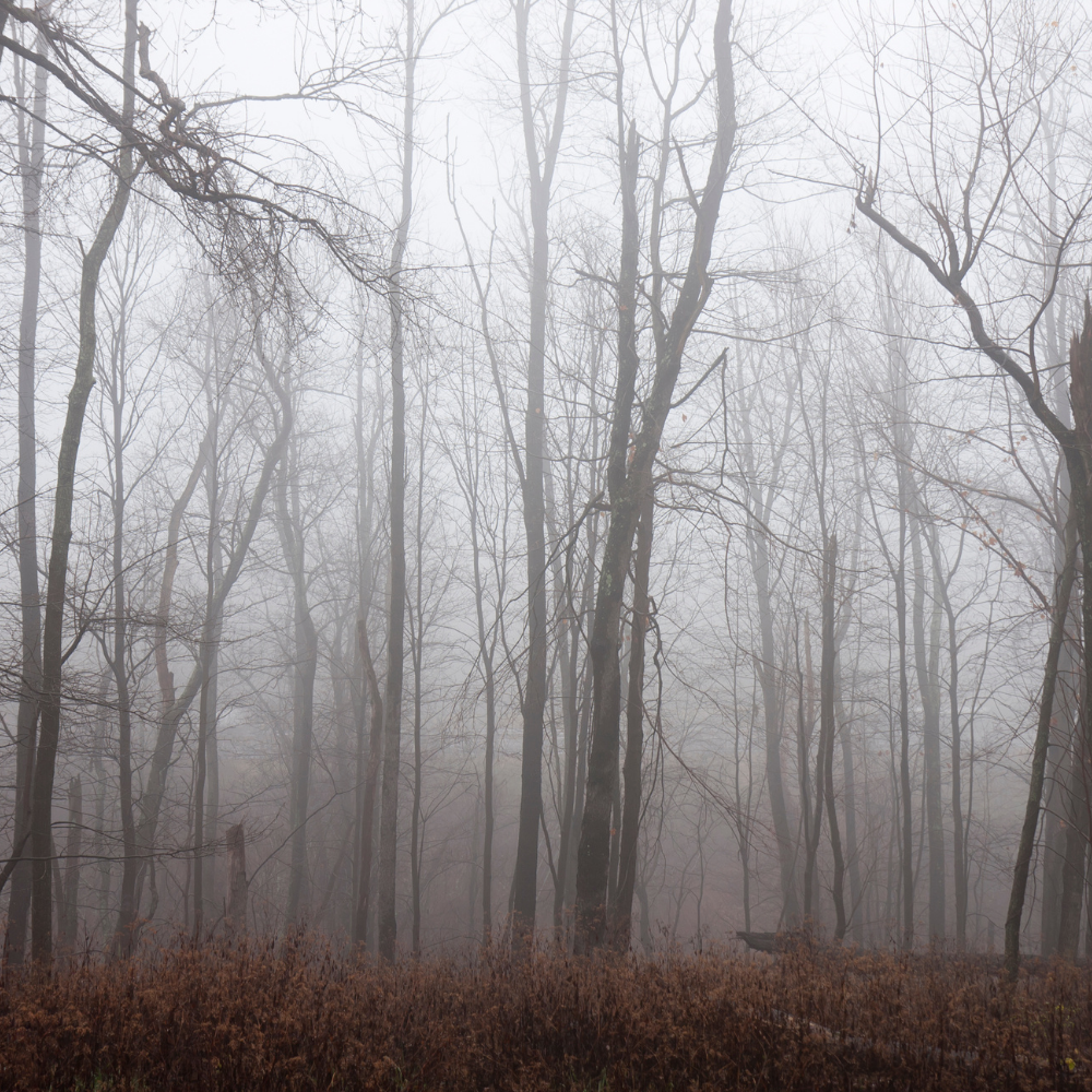 Rosewood & Musk (로즈우드 & 머스크)