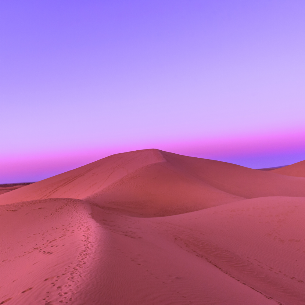 White Musk (화이트 머스크)