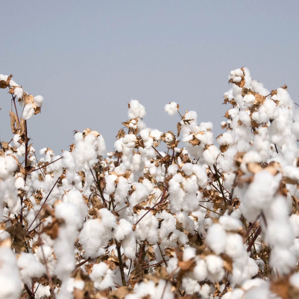 Cotton Blossom (코튼 블로썸)