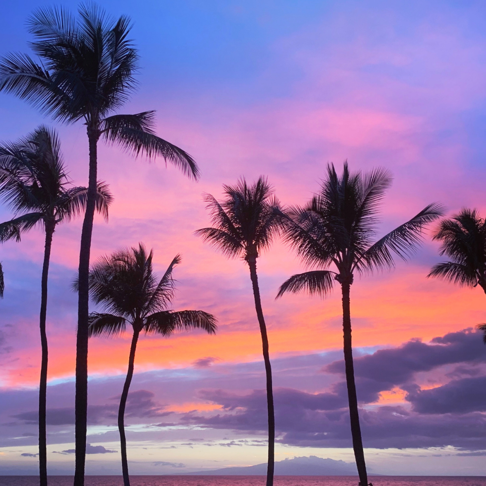 Ko Samui / Thailand (코사무이 (태국))