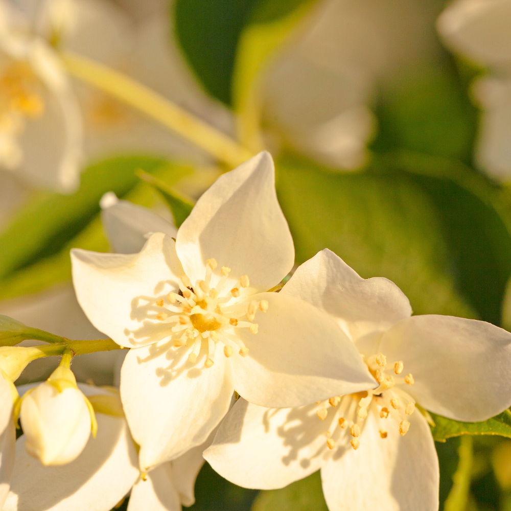 White Jasmine & Mint (화이트 자스민 & 민트)