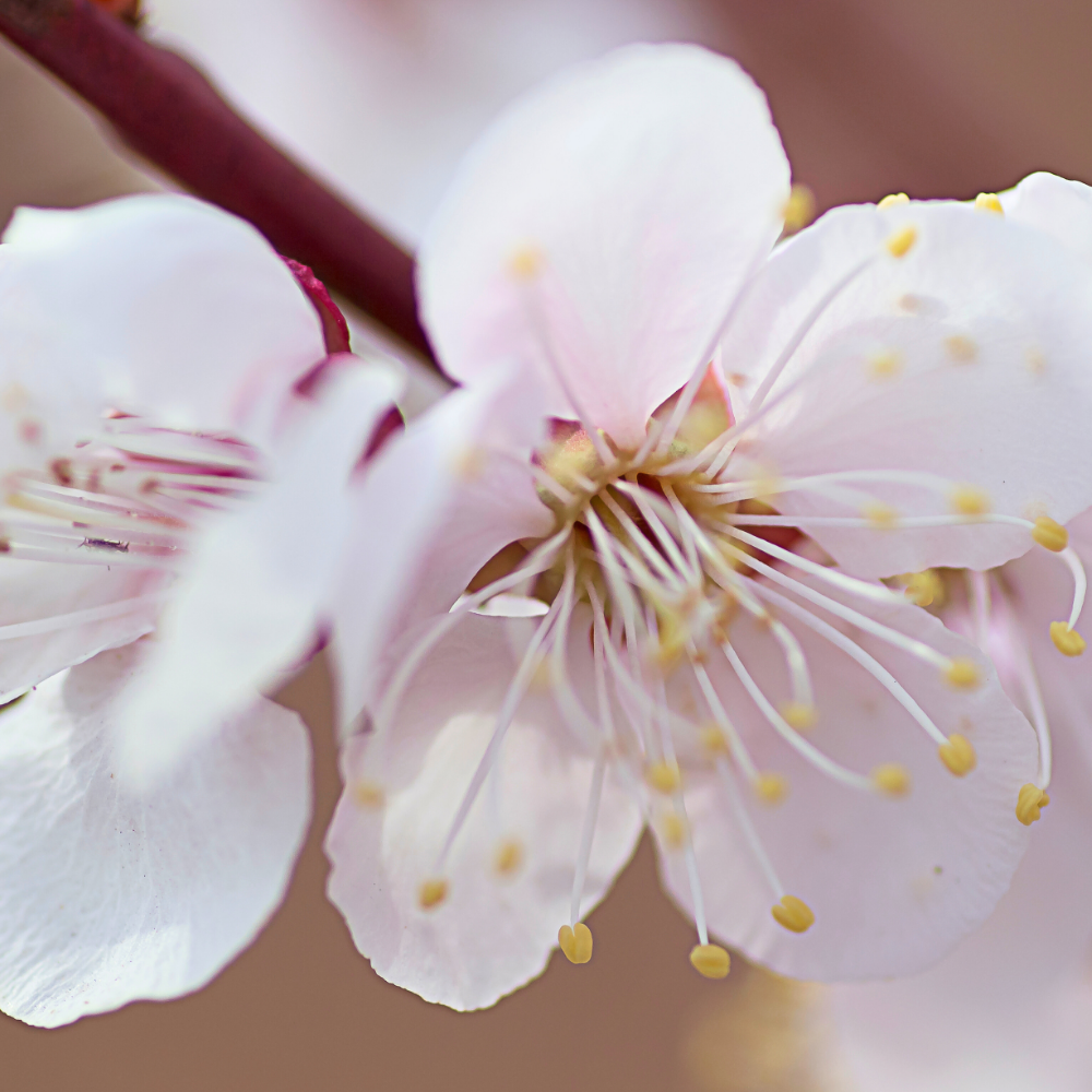 Plum Blossom (플럼 블로썸)