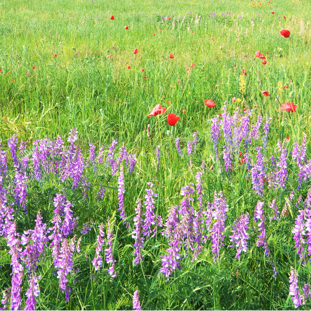 Spring Flower (스프링 플라워)