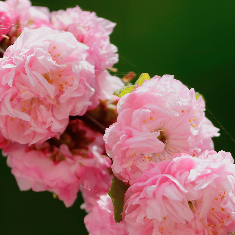 L'ombre Dans L'eau (롬브르단로)