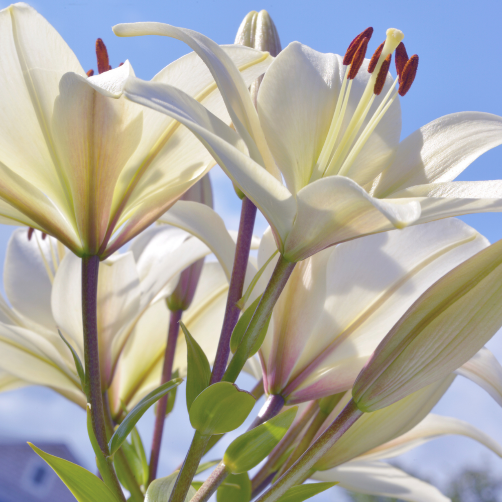 Chance / Floral Spicy (샹스 (플로럴 스파이시))