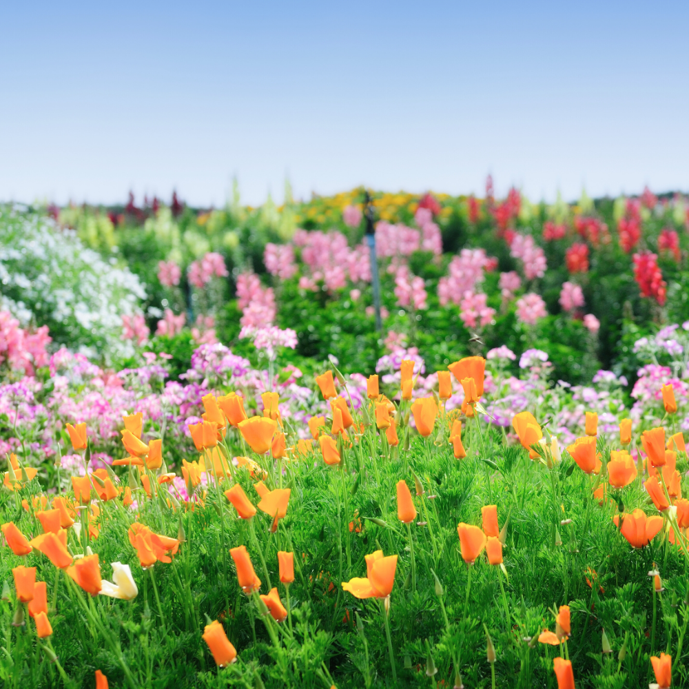 Blooming Bouquet (블루밍 부케)