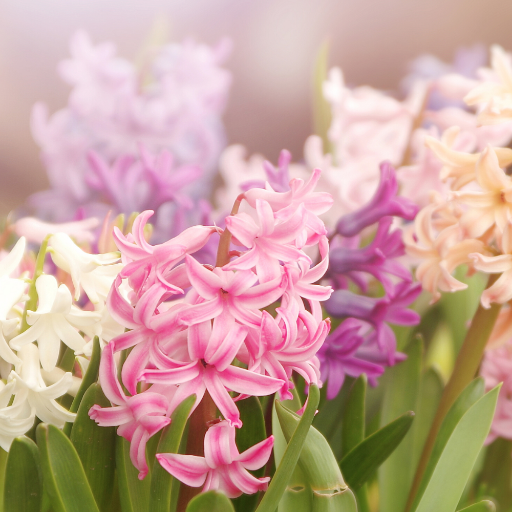 Hyacinth (히아신스)