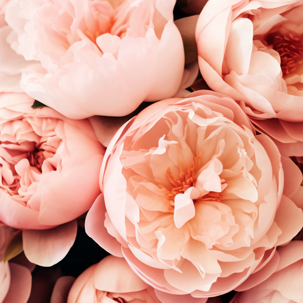 Peony & Blush Suede (피오니 & 블러쉬 스웨이드)