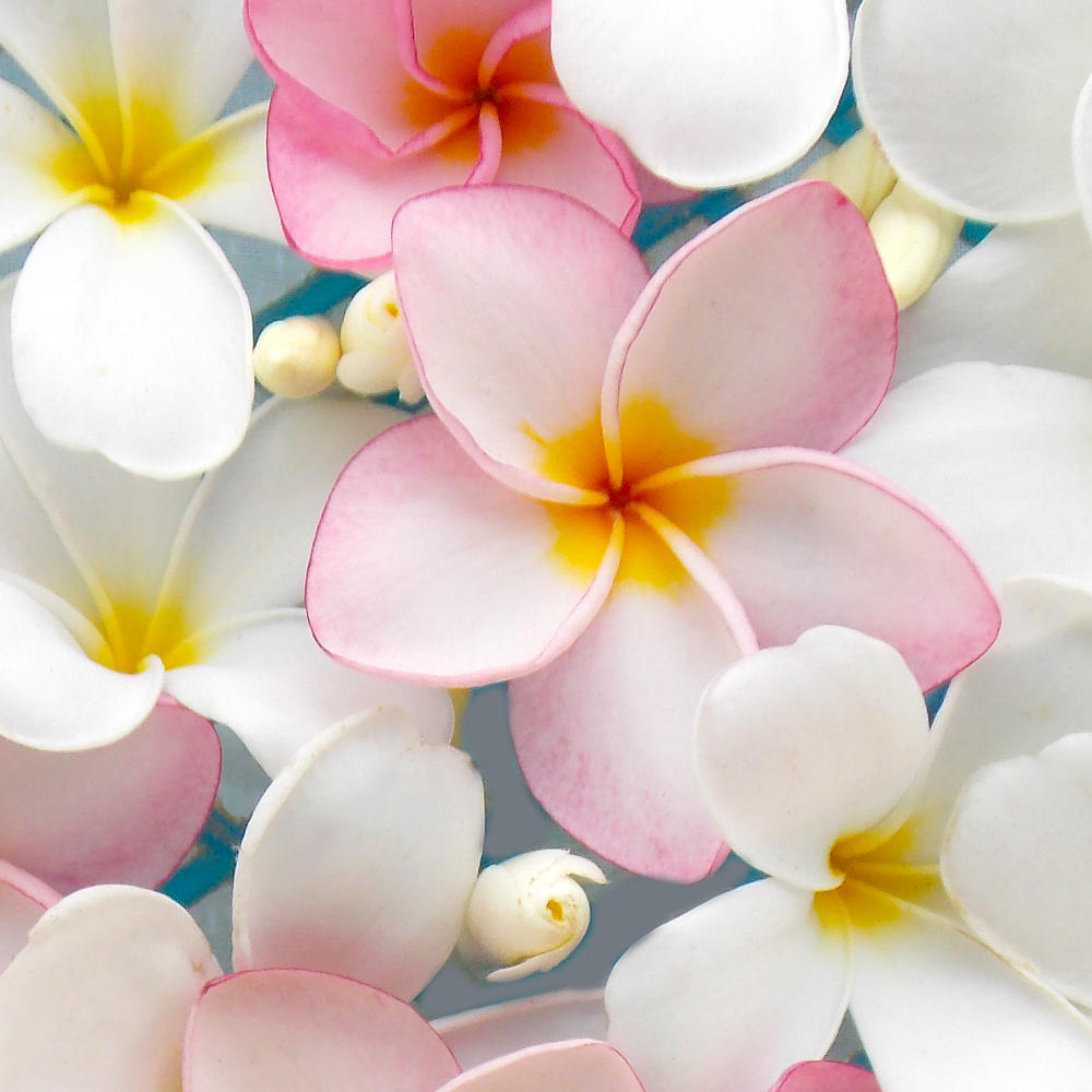 Plumeria (플루메리아)