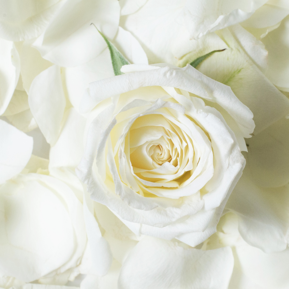 White Rose (화이트 로즈)