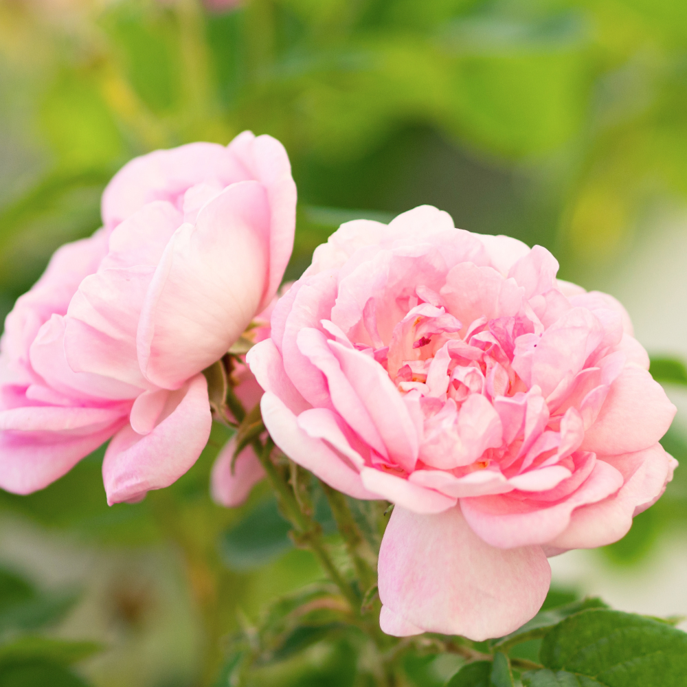 Damask Rose (다마스크 로즈)