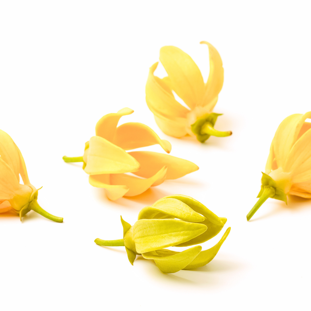 Ylang-Ylang / Eau Moheli (일랑일랑 (오 모헬리))