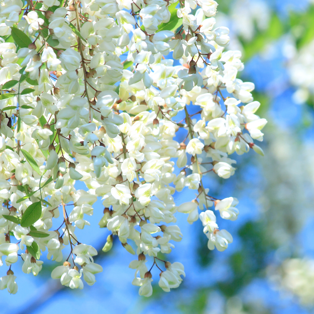 Acacia (아카시아)