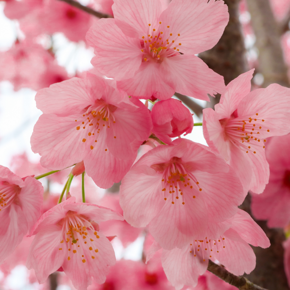 Cherry Blossom (체리 블로썸)