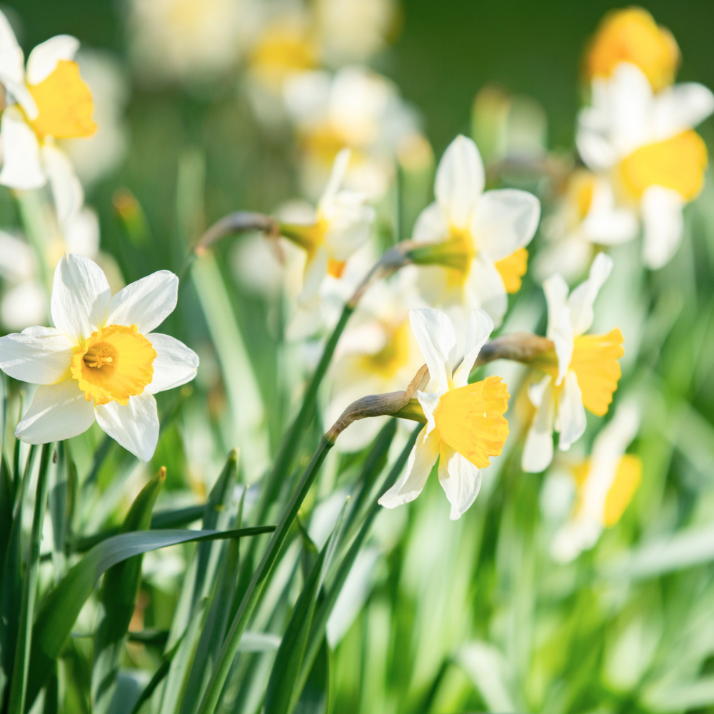 Daffodil (수선화)