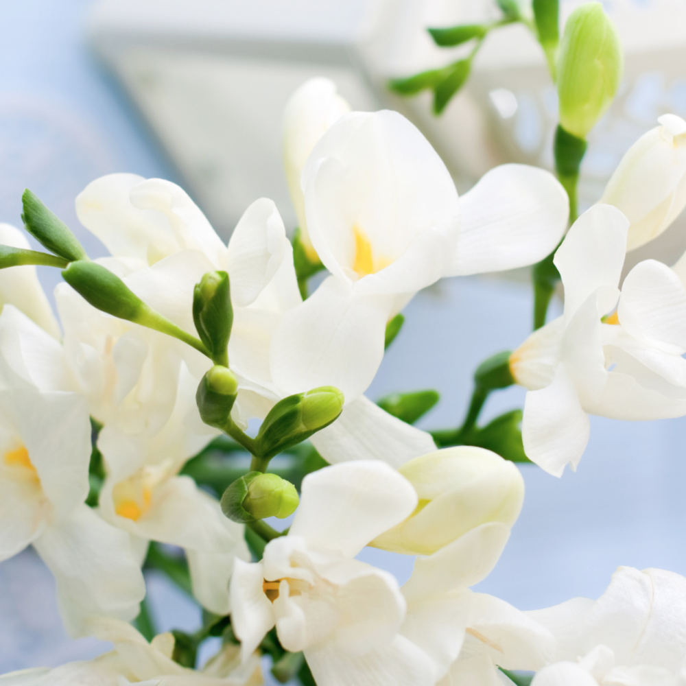 Freesia (프리지아)