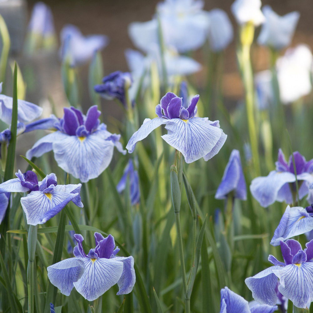 French Iris (프렌치 아이리스)