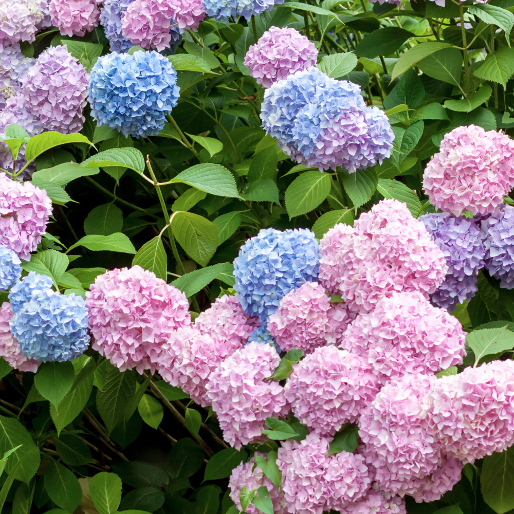Hydrangea (프리저브드 (수국))