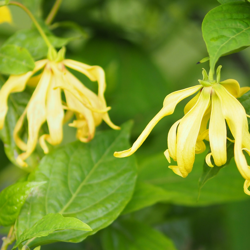 Ylang-Ylang (일랑일랑)