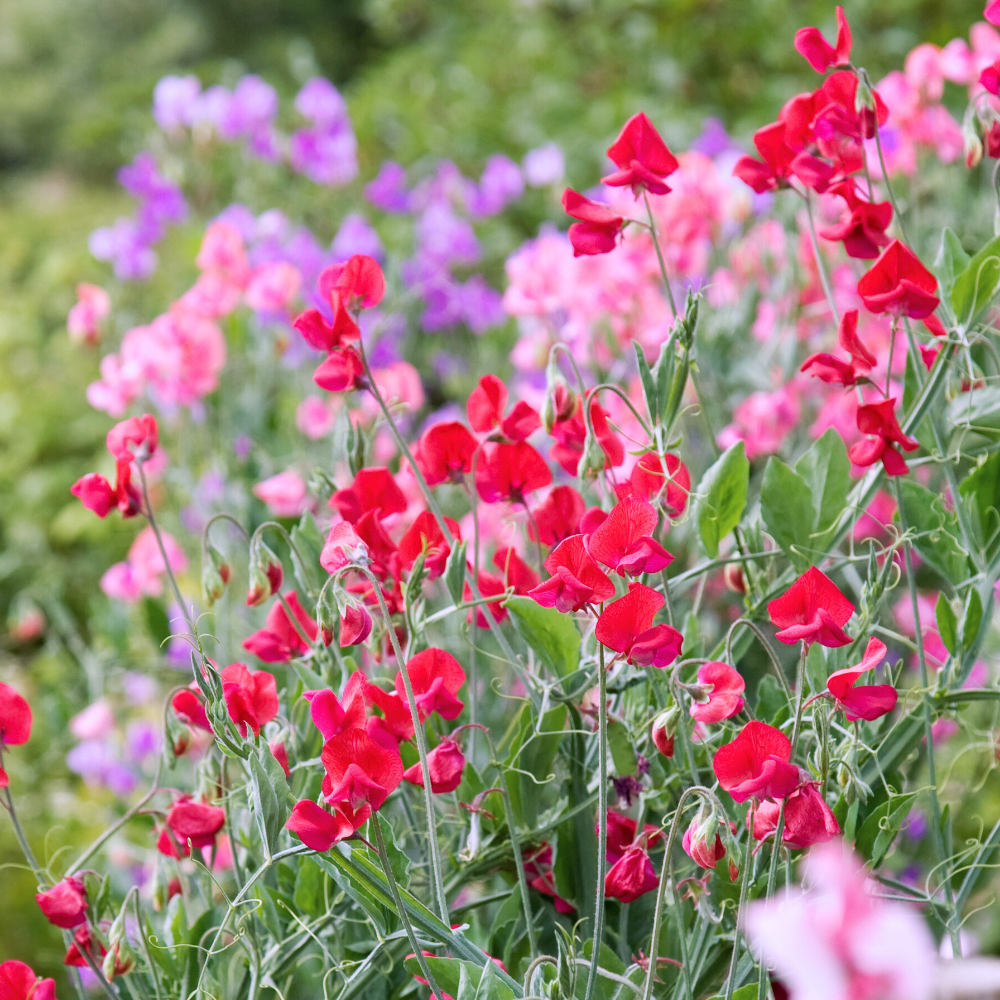 Garden Sweet Pea (가든 스윗피)