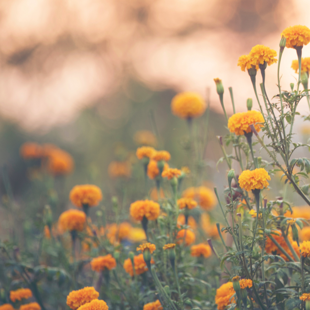 Basil & Neroli (바질 & 네롤리)