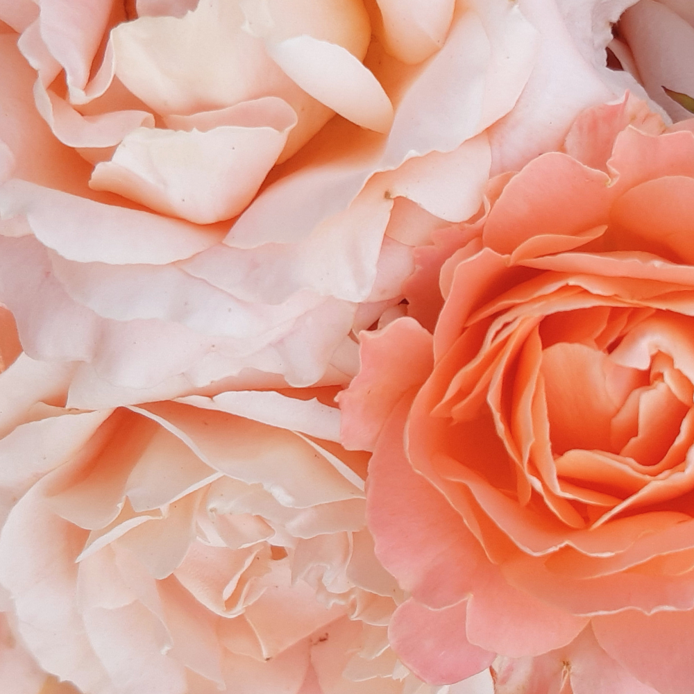 Bulgarian Rose & Blackcurrant (베이 (불가리안 로즈&블랙 커런트))