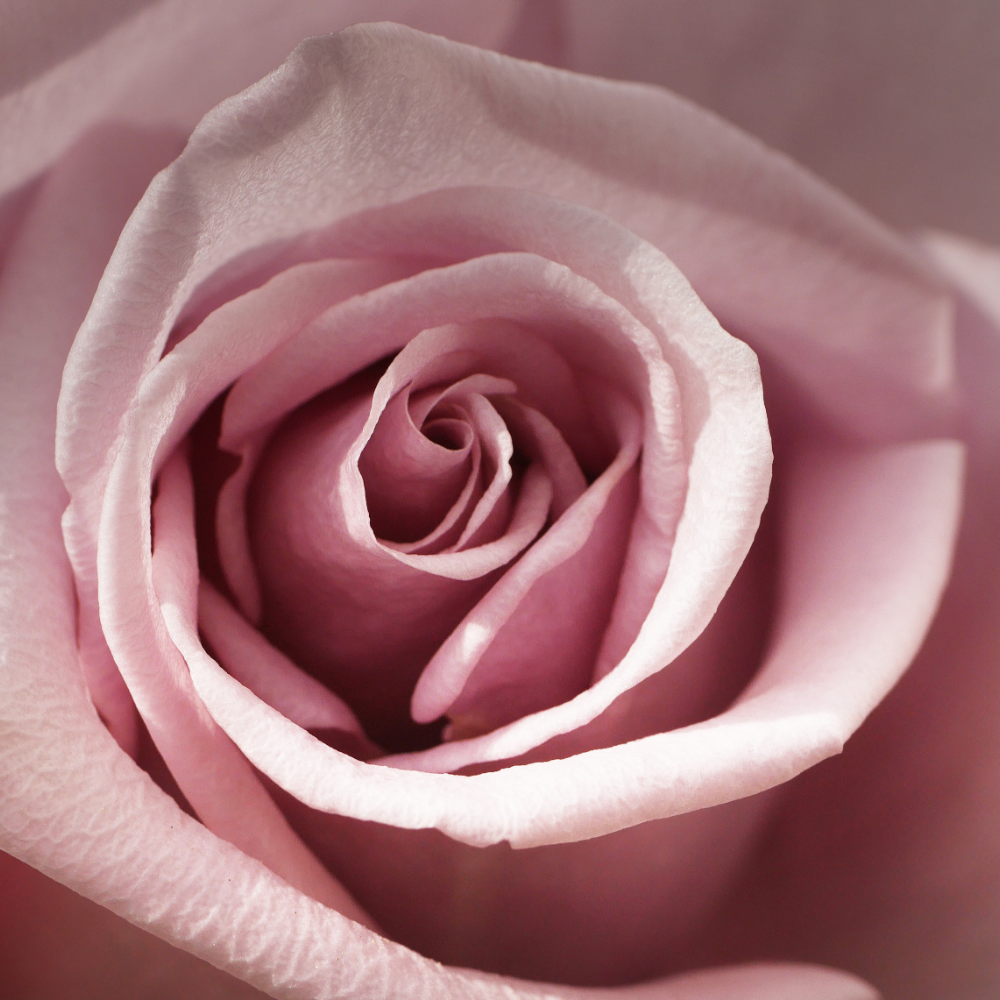 Rose Duet (로즈 듀에)