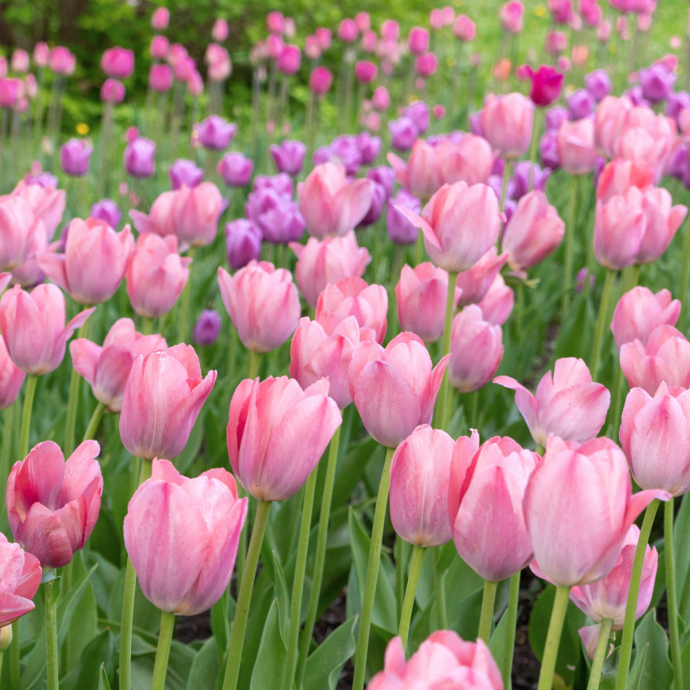 La Tulipe / Tulip (라튤립)