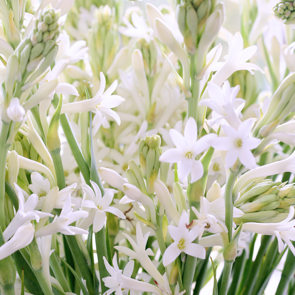 Do Son / Tuberose  (도손 (튜버로즈))