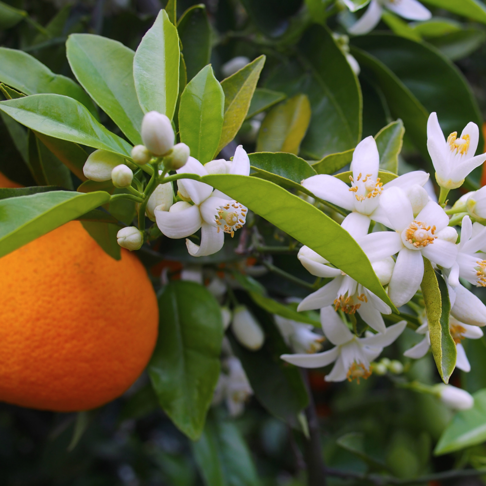 Neroli /Orange Blossom (네롤리 (오렌지 블로썸))