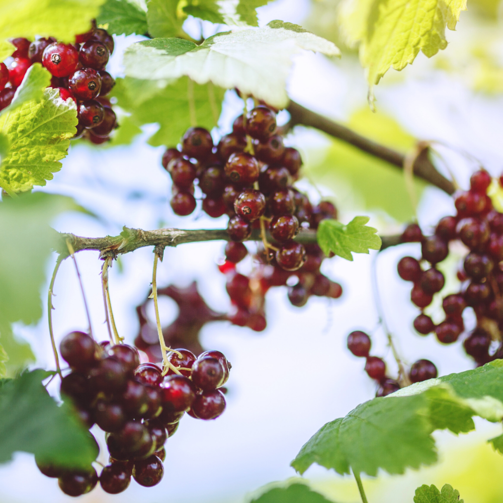 Oak & Redcurrant (오크 & 레드 커런트)