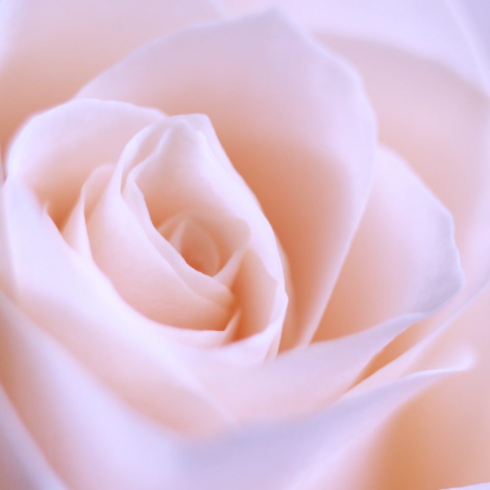 Coco Mademoiselle (코코 마드모아젤)