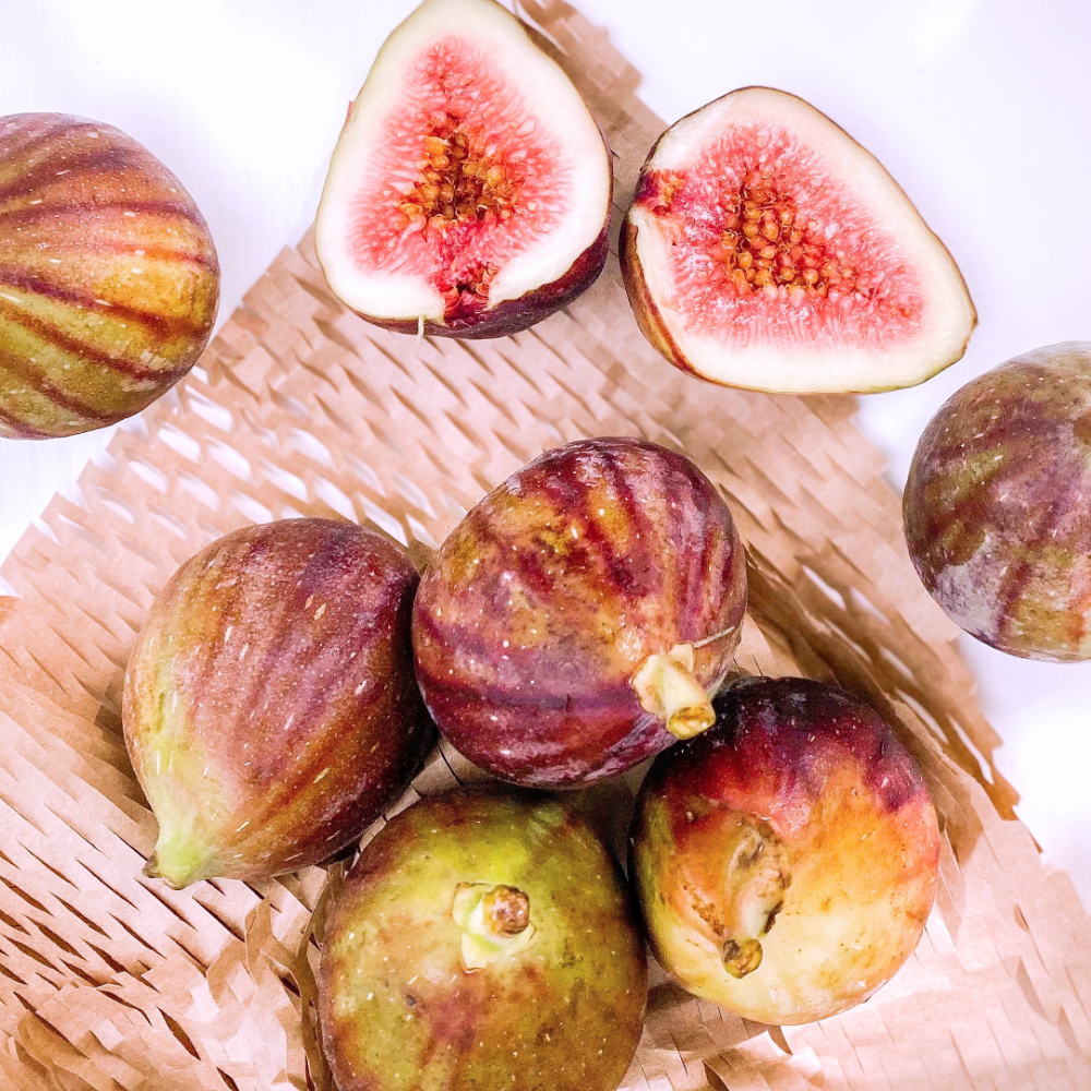 Figuer / Fig Tree (휘기에 (무화과나무))