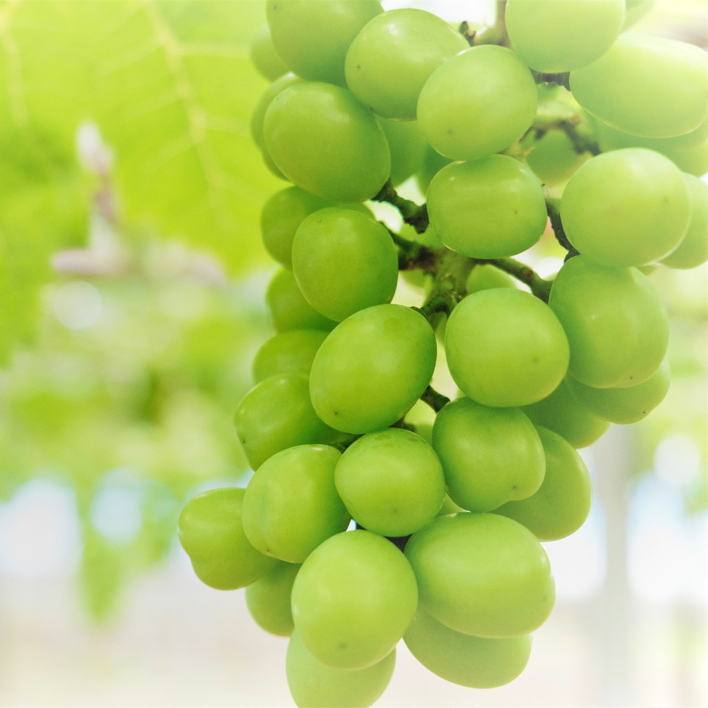 Shine Muscat (샤인 머스캣 (청포도))