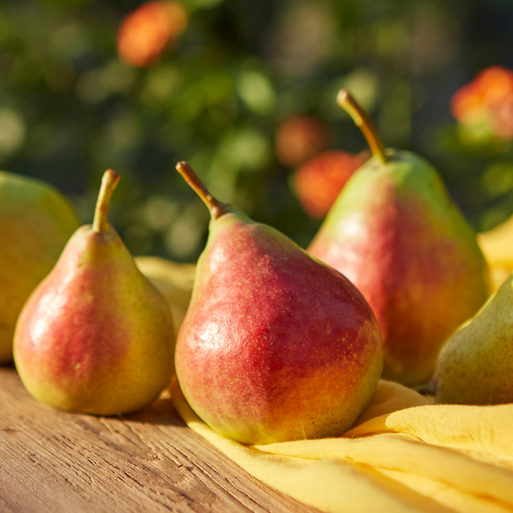 English Pear & Freesia (잉글리쉬 페어 & 프리지아)