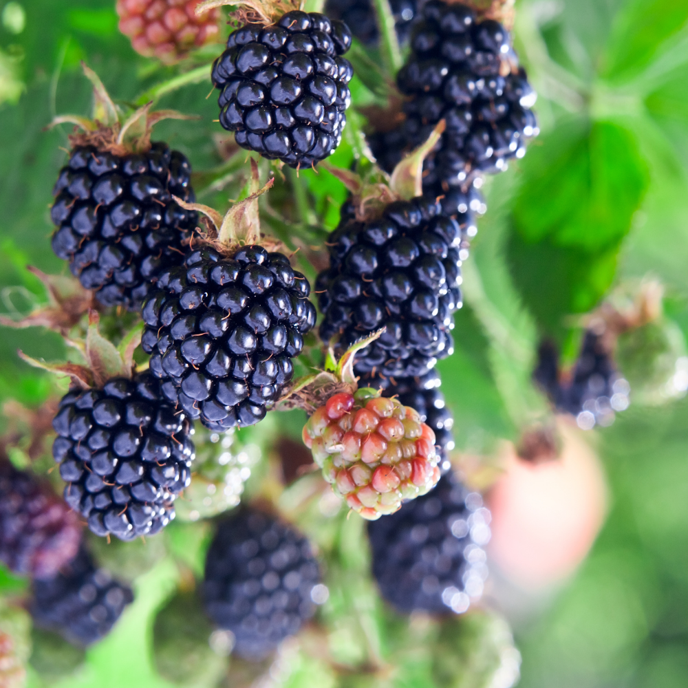 BlackBerry & Bay (블랙베리 & 베이)