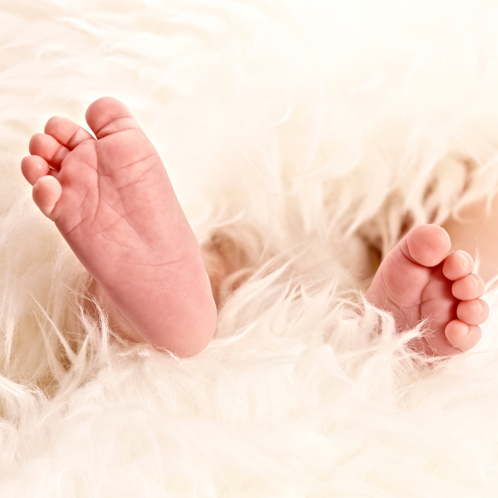 Petit Cherie (쁘띠 쉐리)