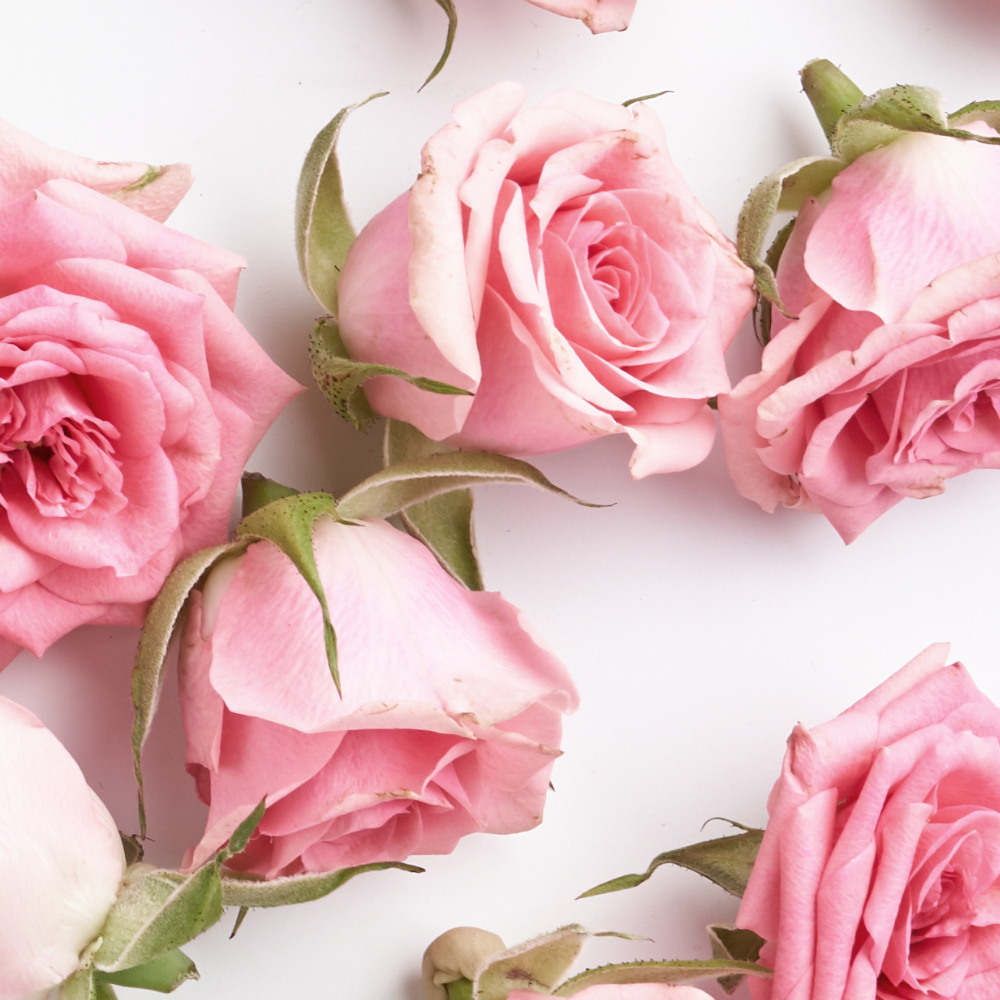 Rose Pompon (로즈 폼퐁)