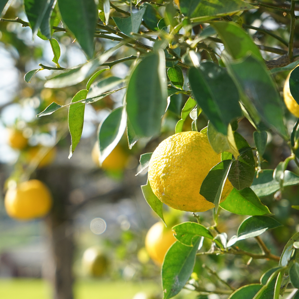 Fresh Yuza Leaves (프레쉬 유자 리프)