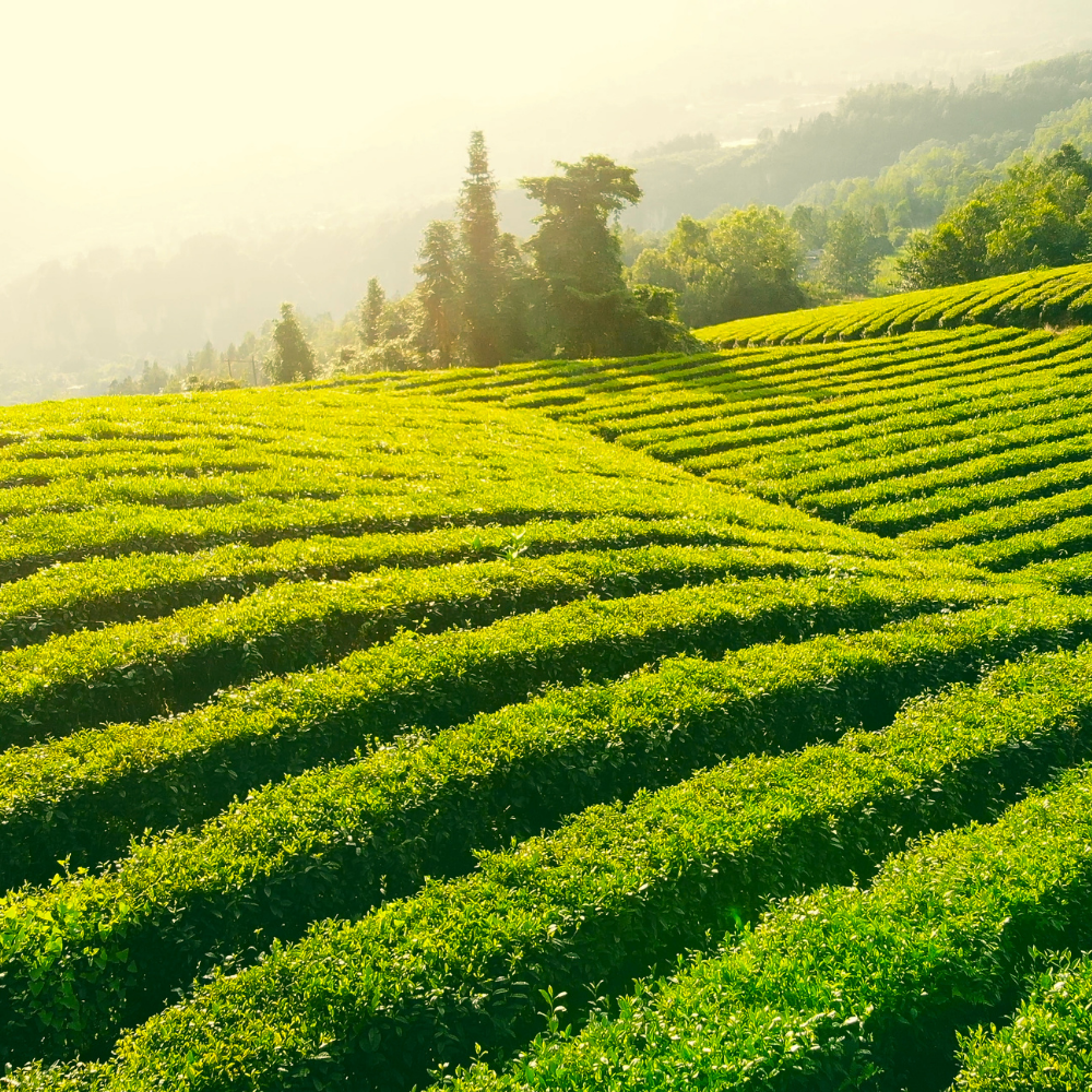 Green Tea Citrus (그린티 시트러스)