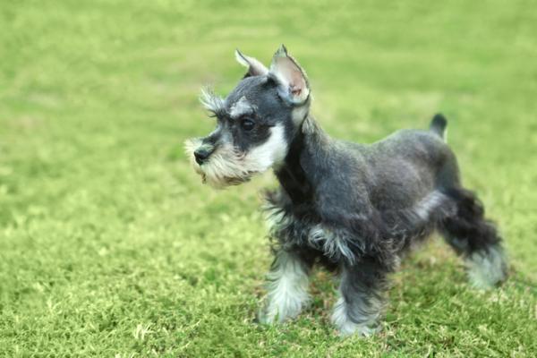 SCHNAUZER