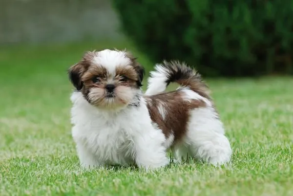 SHIH TZU