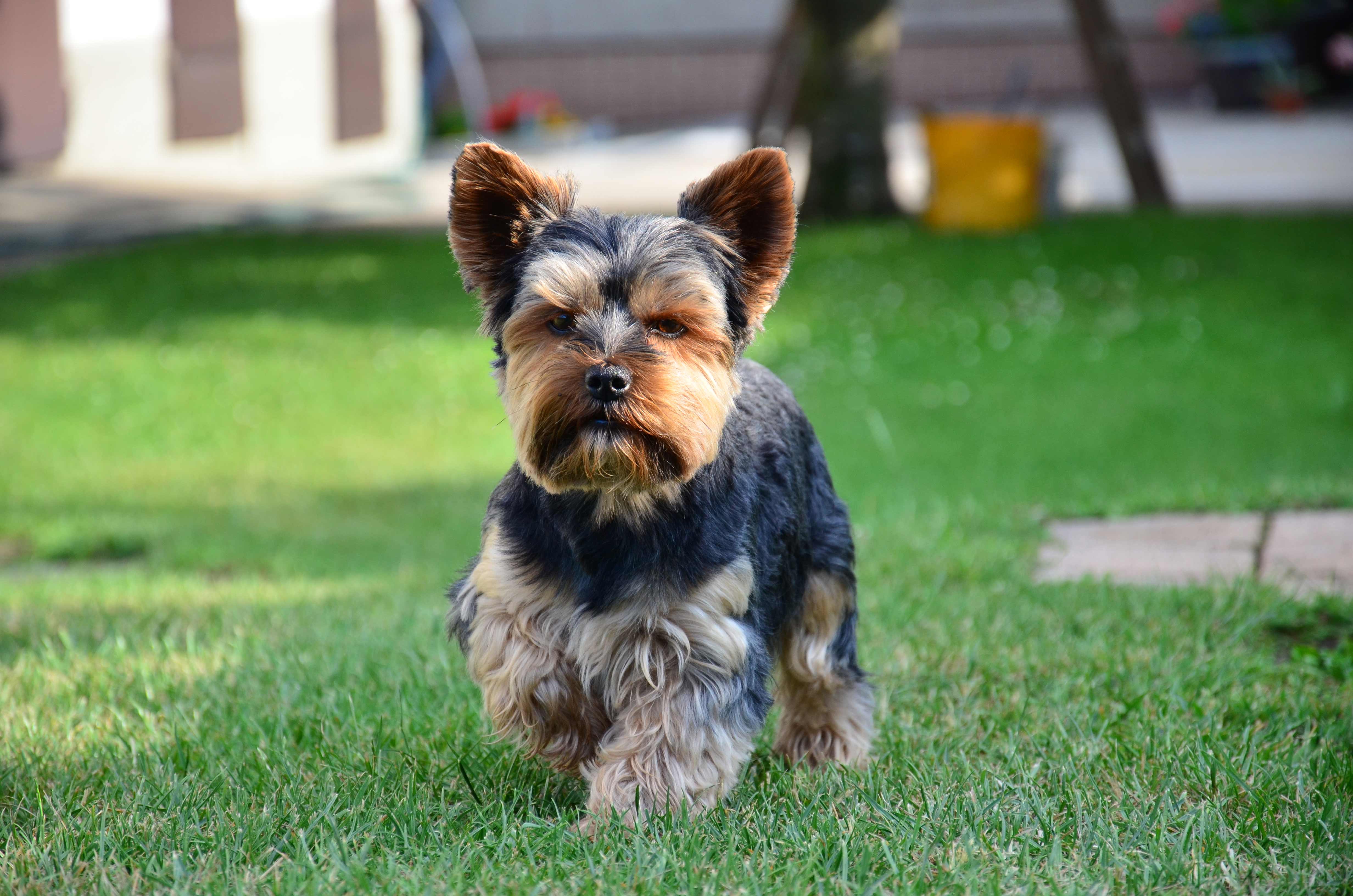 YORKSHIRE TERRIER