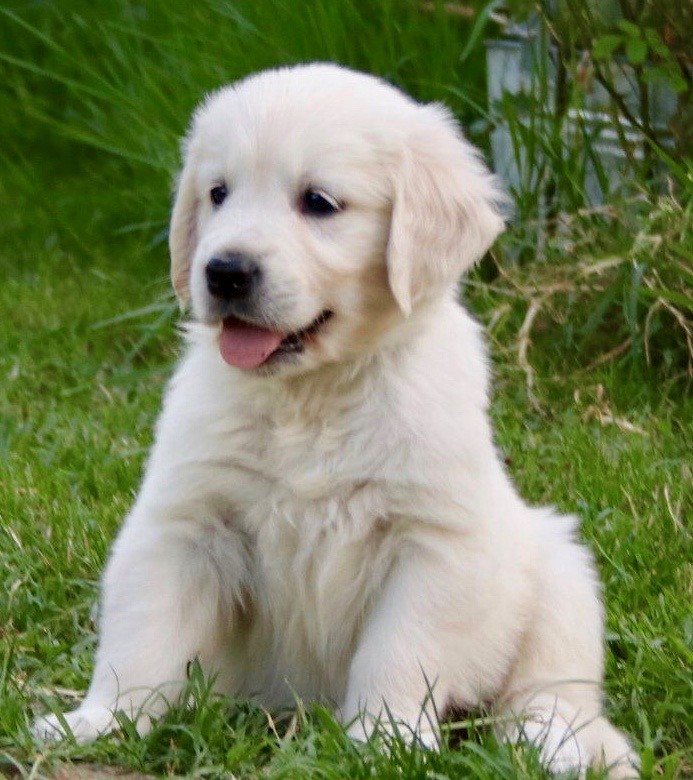 GOLDEN RETRIEVER