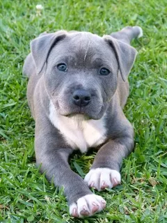 PITBULL TERRIER