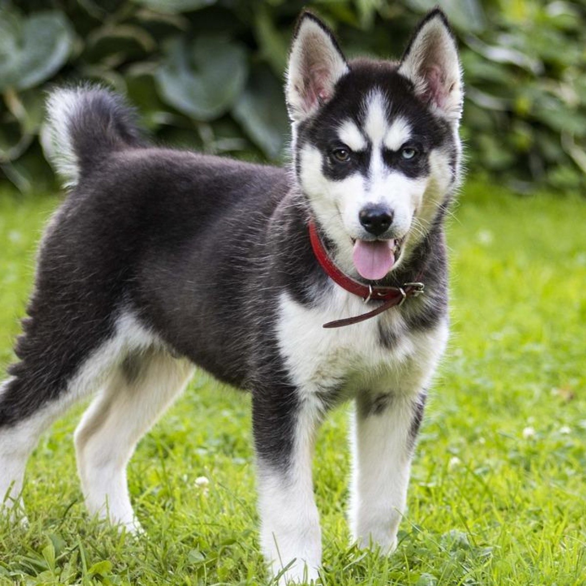 HUSKY SIBERIANO