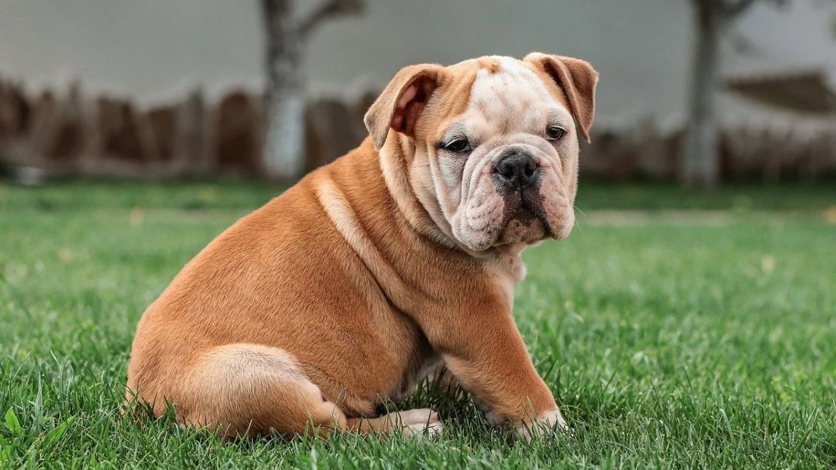 BULLDOG INGLES