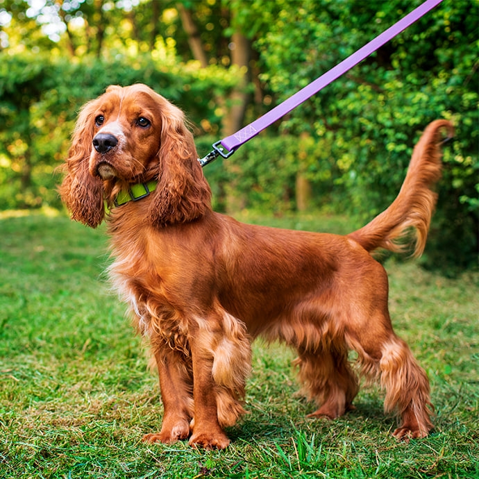 COCKER SPANIEL