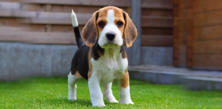 BEAGLE