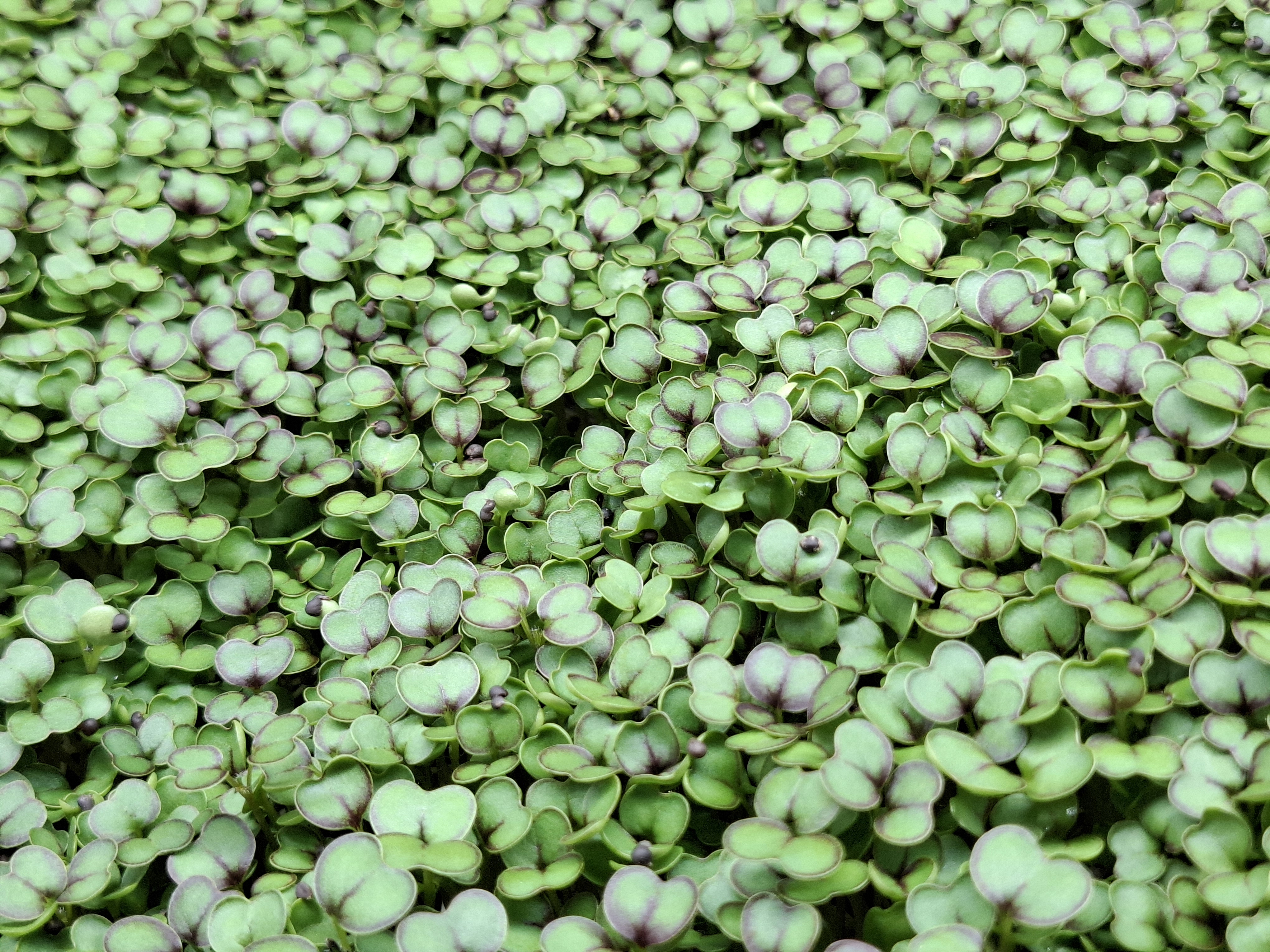 Kale